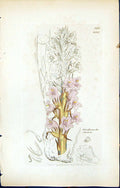 Antique Old Print Orobanche Elatior British Plants Botany 1847 Sowerby Smith