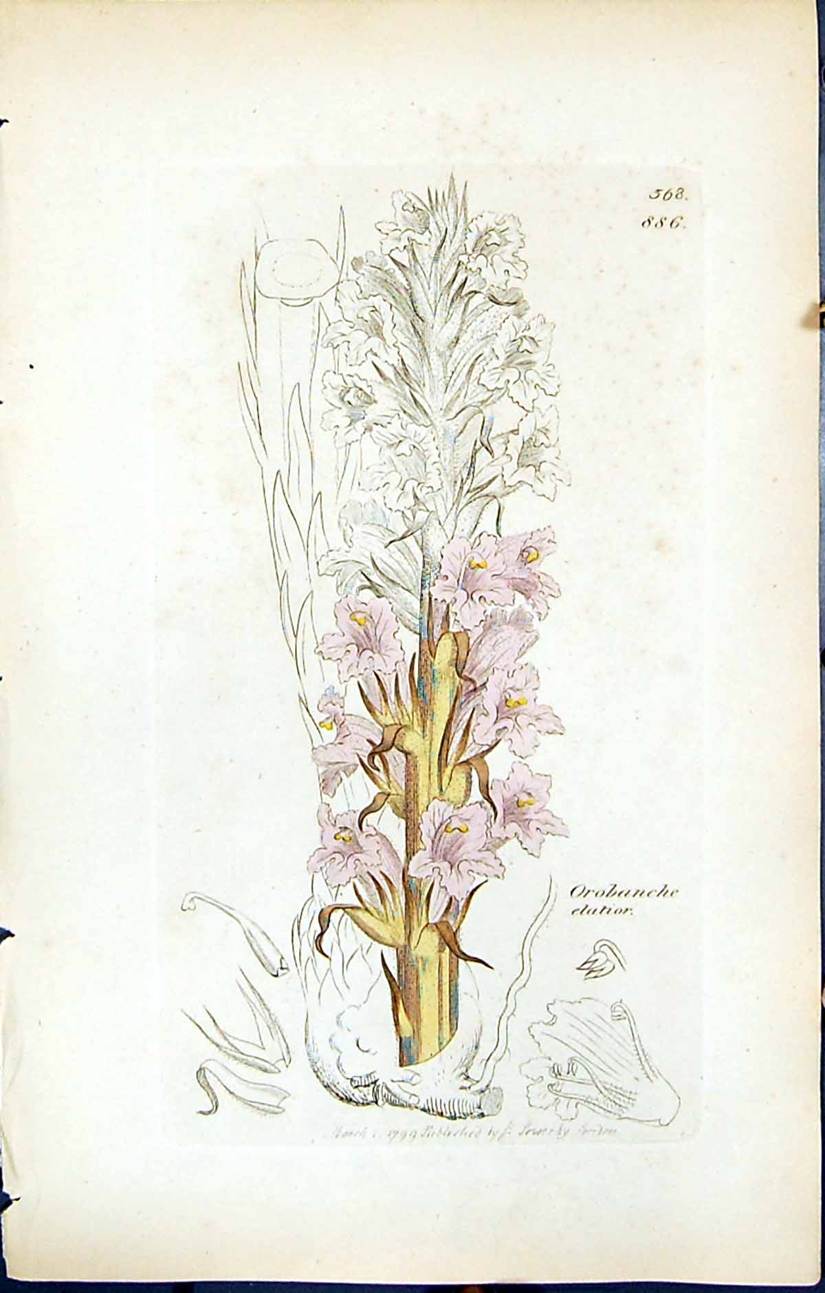 Antique Old Print Orobanche Elatior British Plants Botany 1847 Sowerby Smith