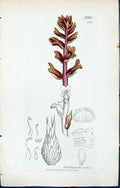 Antique Old Print Orobanche Rubra British Plants Botany 1847 Sowerby Smith 19th