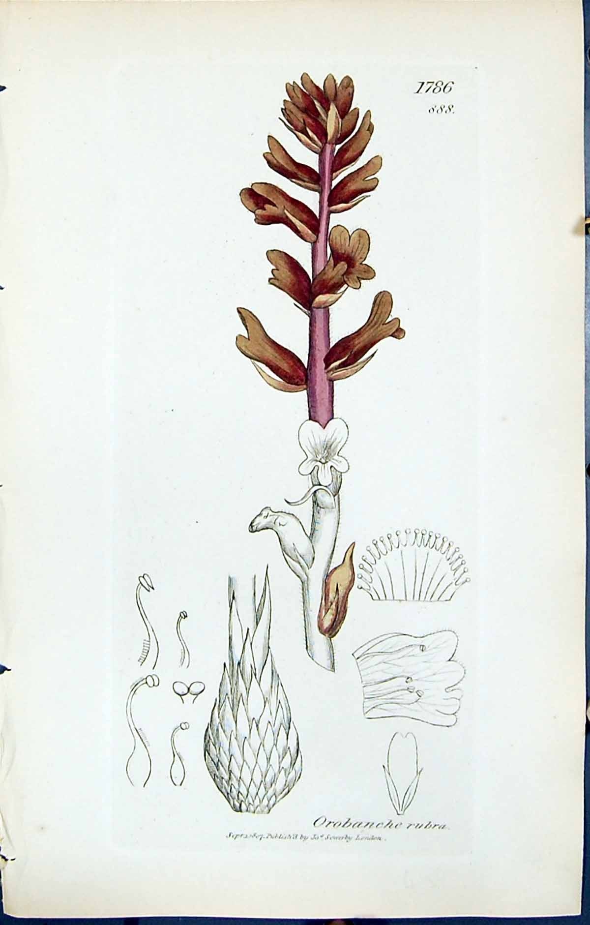 Antique Old Print Orobanche Rubra British Plants Botany 1847 Sowerby Smith 19th