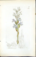 Antique Old Print British Plants Botany 1847 Sowerby Smith Orobanche Caerulea