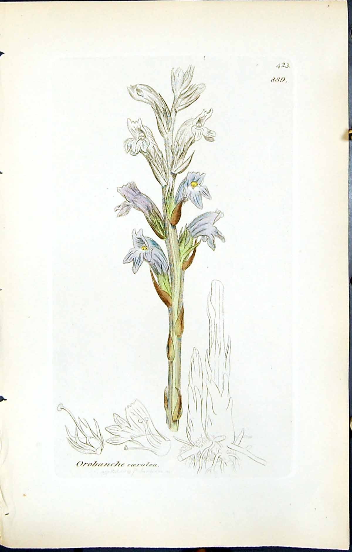 Antique Old Print British Plants Botany 1847 Sowerby Smith Orobanche Caerulea