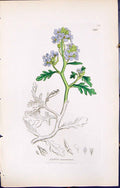 Old Print British Plants Botany 1847 Sowerby Smith Colour Cakile Maritima 19th