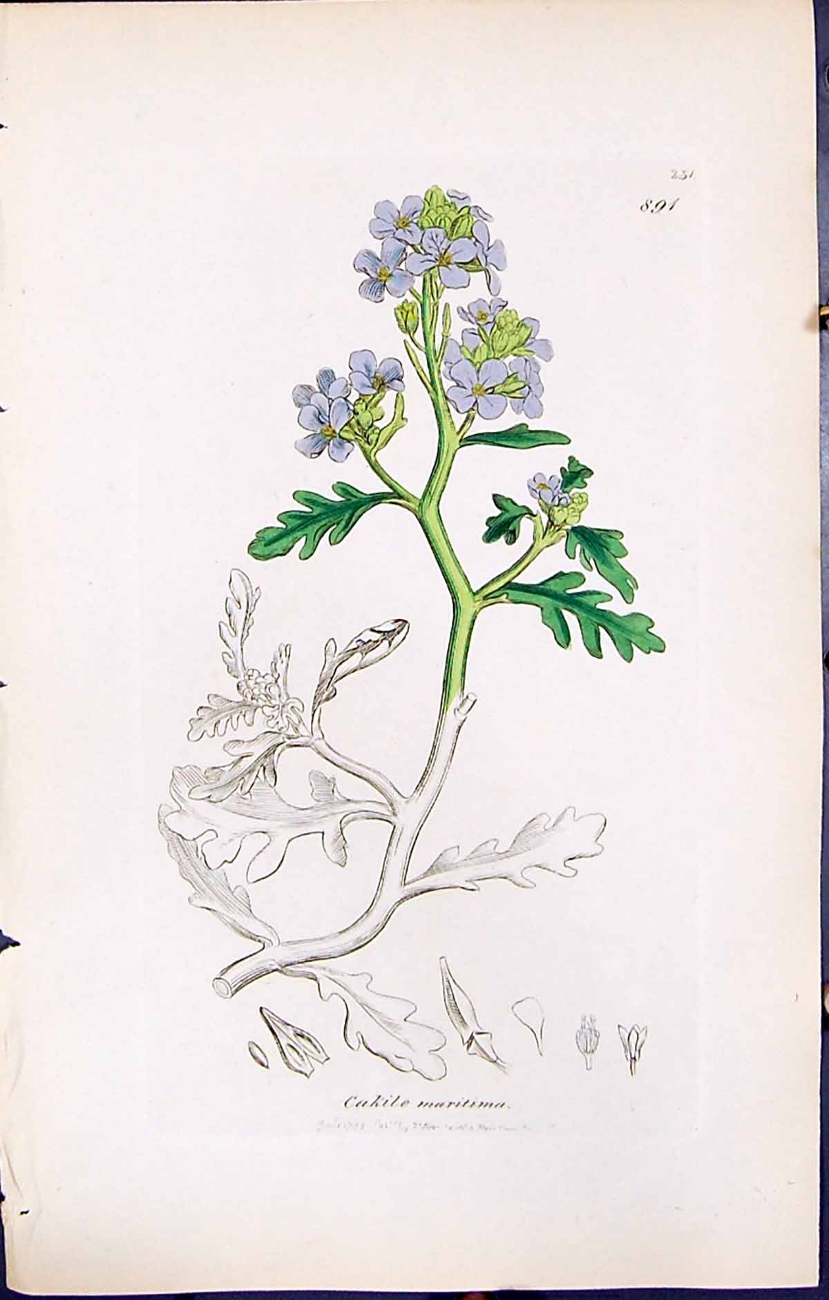 Old Print British Plants Botany 1847 Sowerby Smith Colour Cakile Maritima 19th