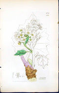 Old Print British Plants Botany 1847 Sowerby Smith Colour Crambe Maritima 19th