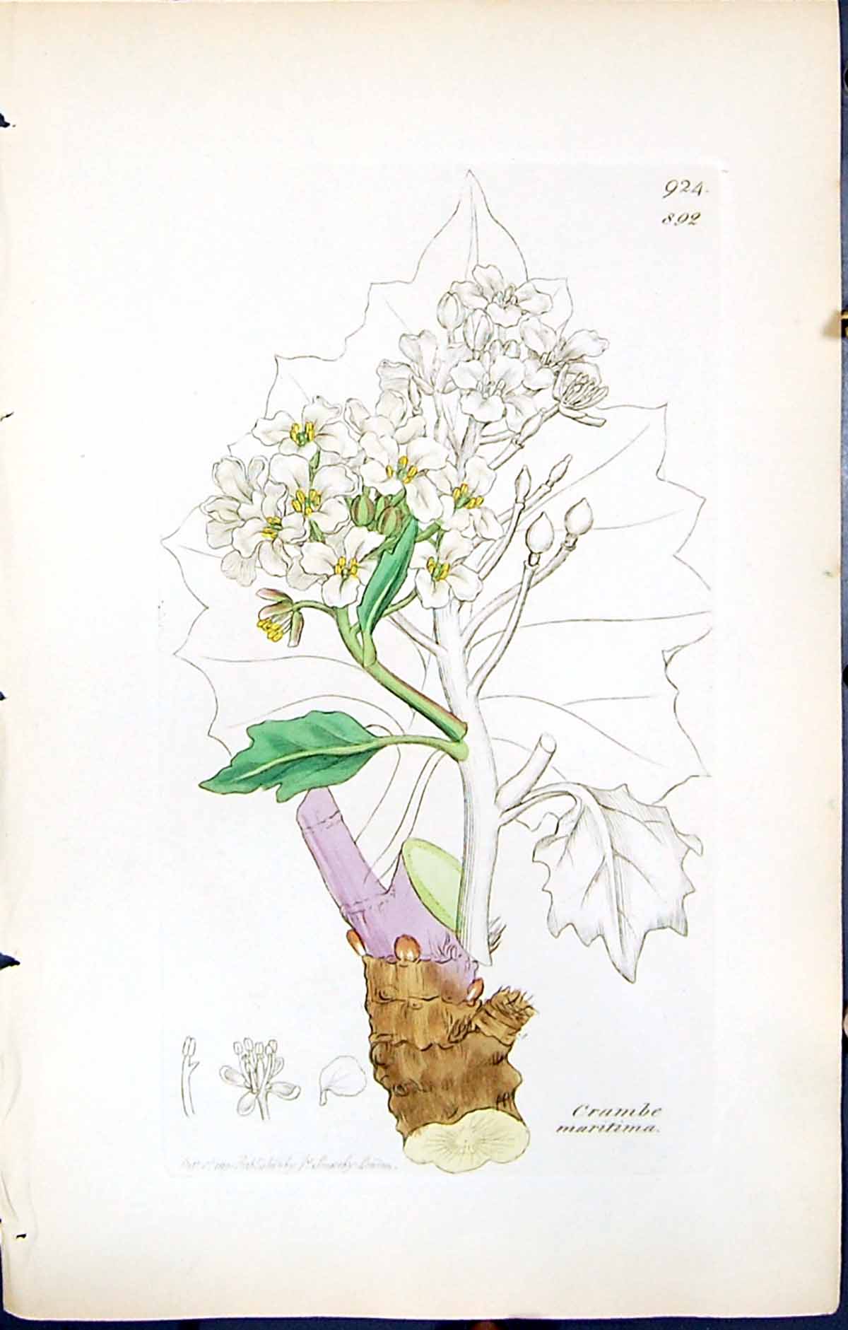 Old Print British Plants Botany 1847 Sowerby Smith Colour Crambe Maritima 19th