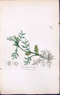 Antique Old Print British Plants Botany 1847 Sowerby Smith Coronopus Ruellii