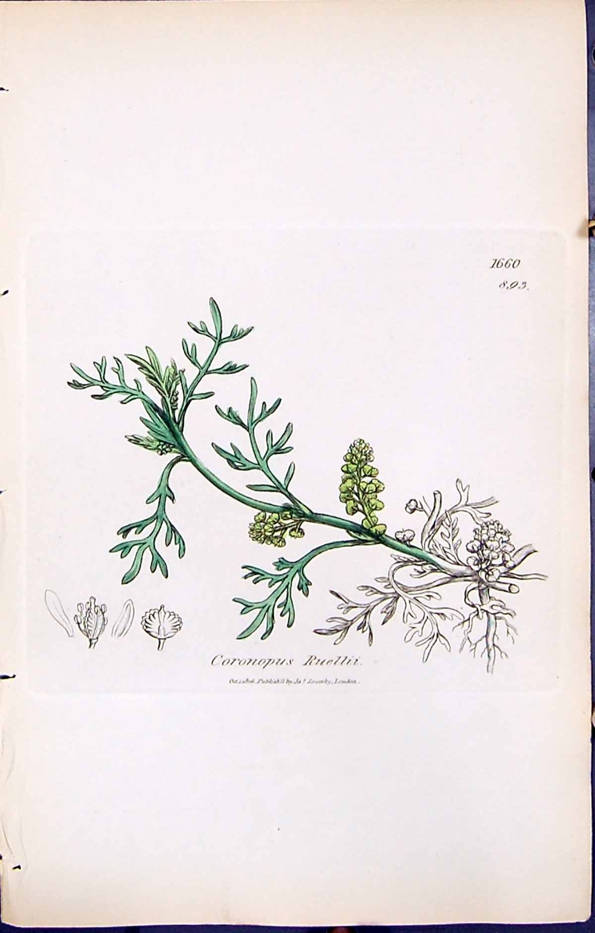 Antique Old Print British Plants Botany 1847 Sowerby Smith Coronopus Ruellii