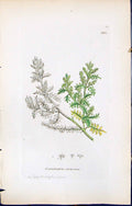 Antique Old Print British Plants Botany 1847 Sowerby Smith Coronopus Didyma