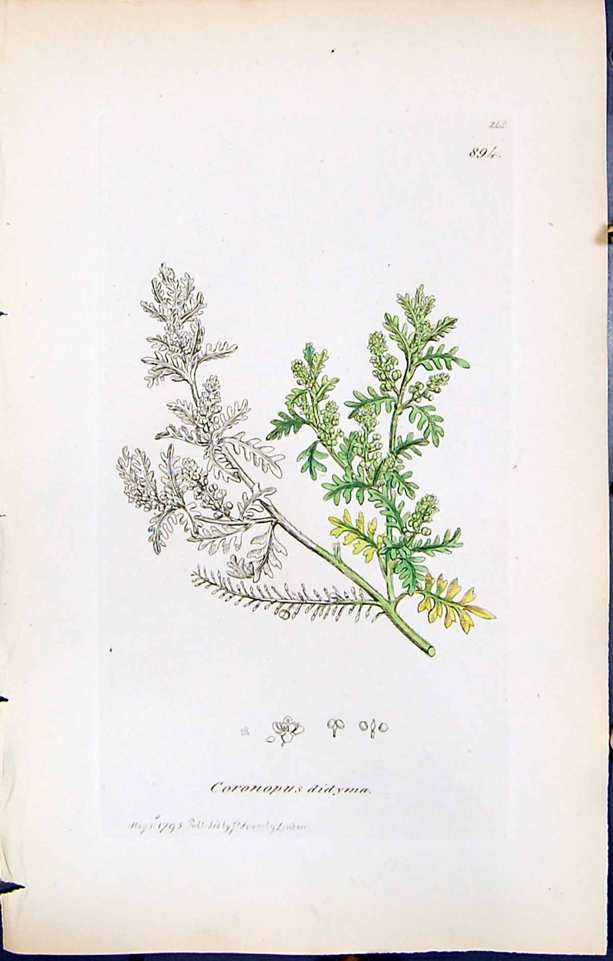 Antique Old Print British Plants Botany 1847 Sowerby Smith Coronopus Didyma