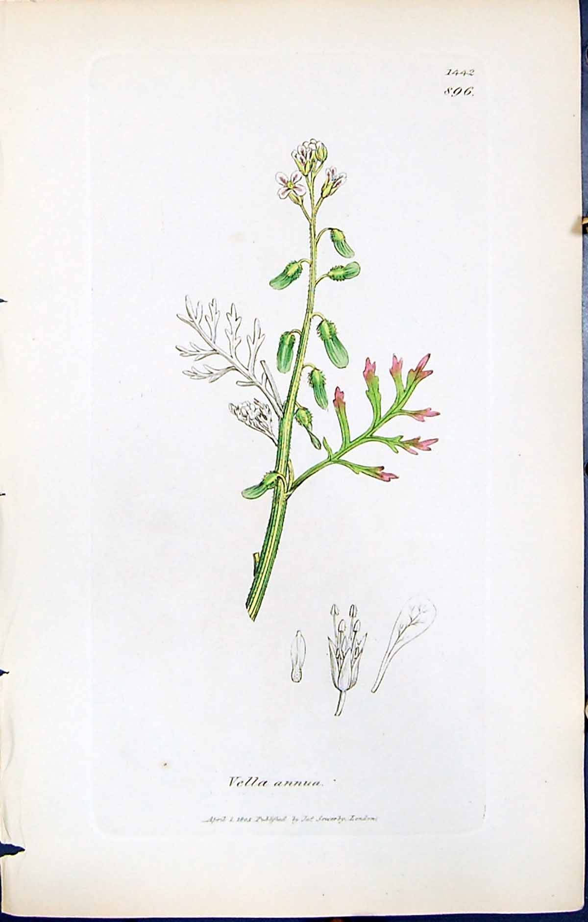 Antique Old Print British Plants Botany 1847 Sowerby Smith Colour Vella Annua