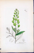 Old Print British Plants Botany 1847 Sowerby Smith Colour Thlaspi Arvense 19th