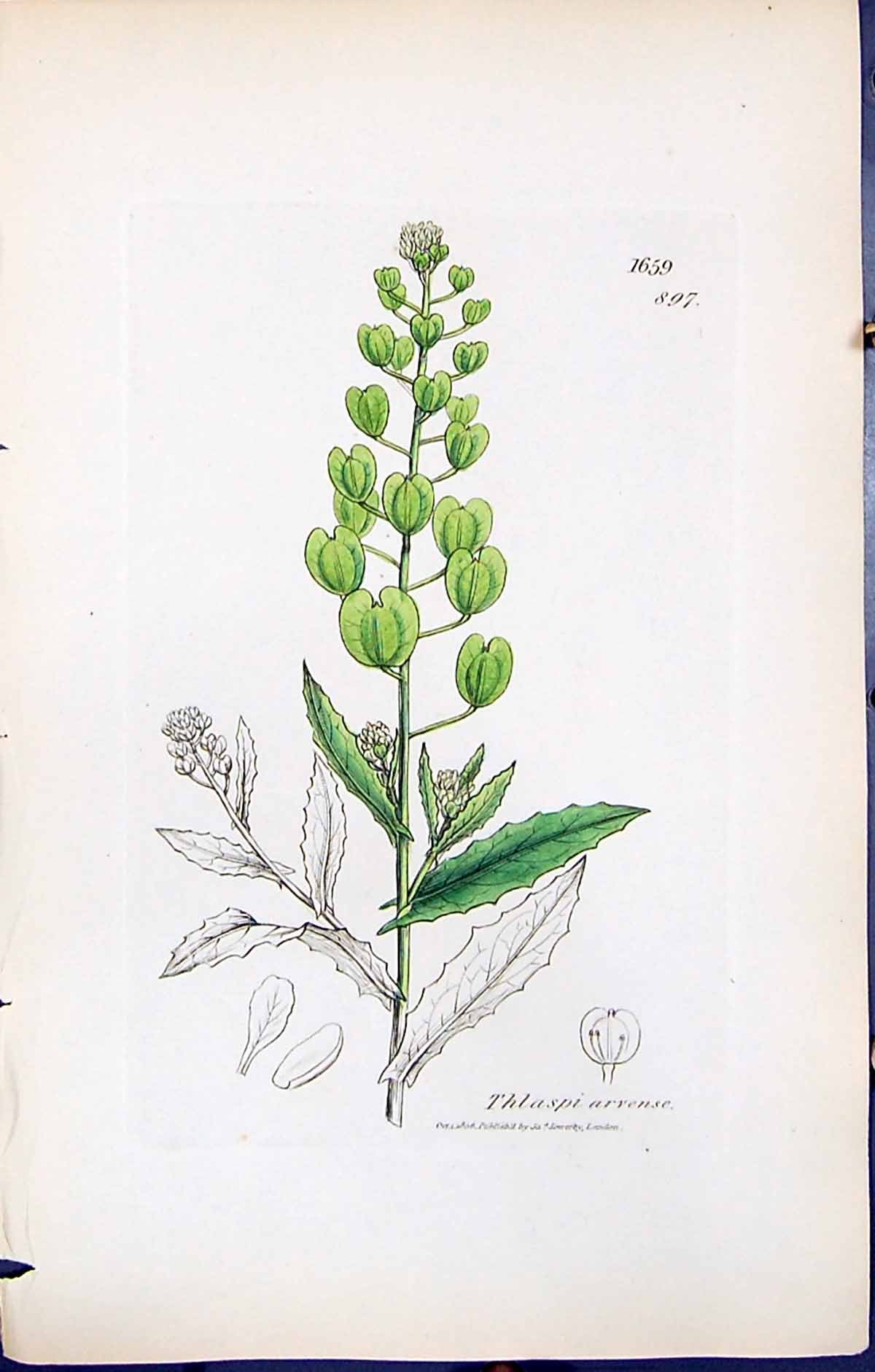 Old Print British Plants Botany 1847 Sowerby Smith Colour Thlaspi Arvense 19th