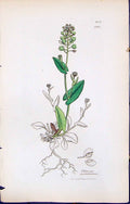 Antique Print British Plants Botany 1847 Sowerby Smith Thlaspi Perfoliatum 19th