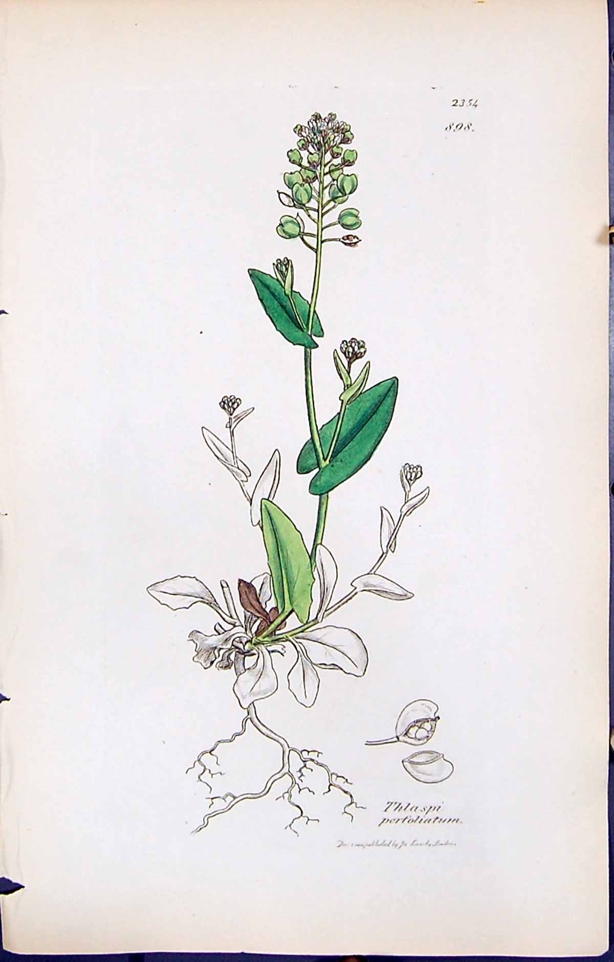 Antique Print British Plants Botany 1847 Sowerby Smith Thlaspi Perfoliatum 19th