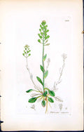 Antique Old Print British Plants Botany 1847 Sowerby Smith Thlaspi Alpestre