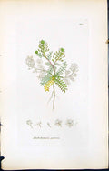 Antique Old Print Hutchinsia Petraea British Plants Botany 1847 Sowerby Smith