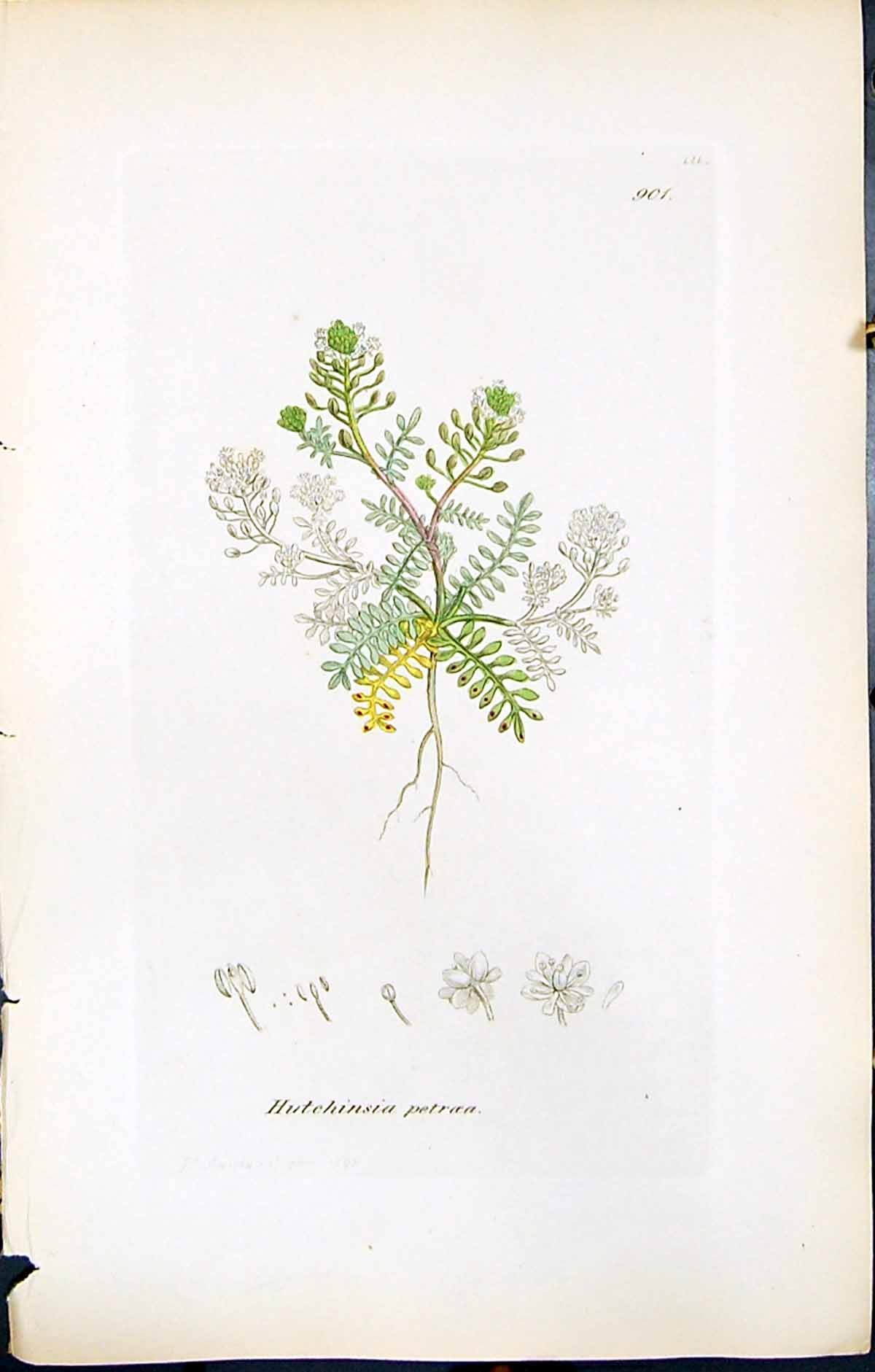 Antique Old Print Hutchinsia Petraea British Plants Botany 1847 Sowerby Smith