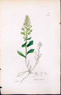 Antique Print British Plants Botany 1847 Sowerby Smith Colour Iberis Amara 19th