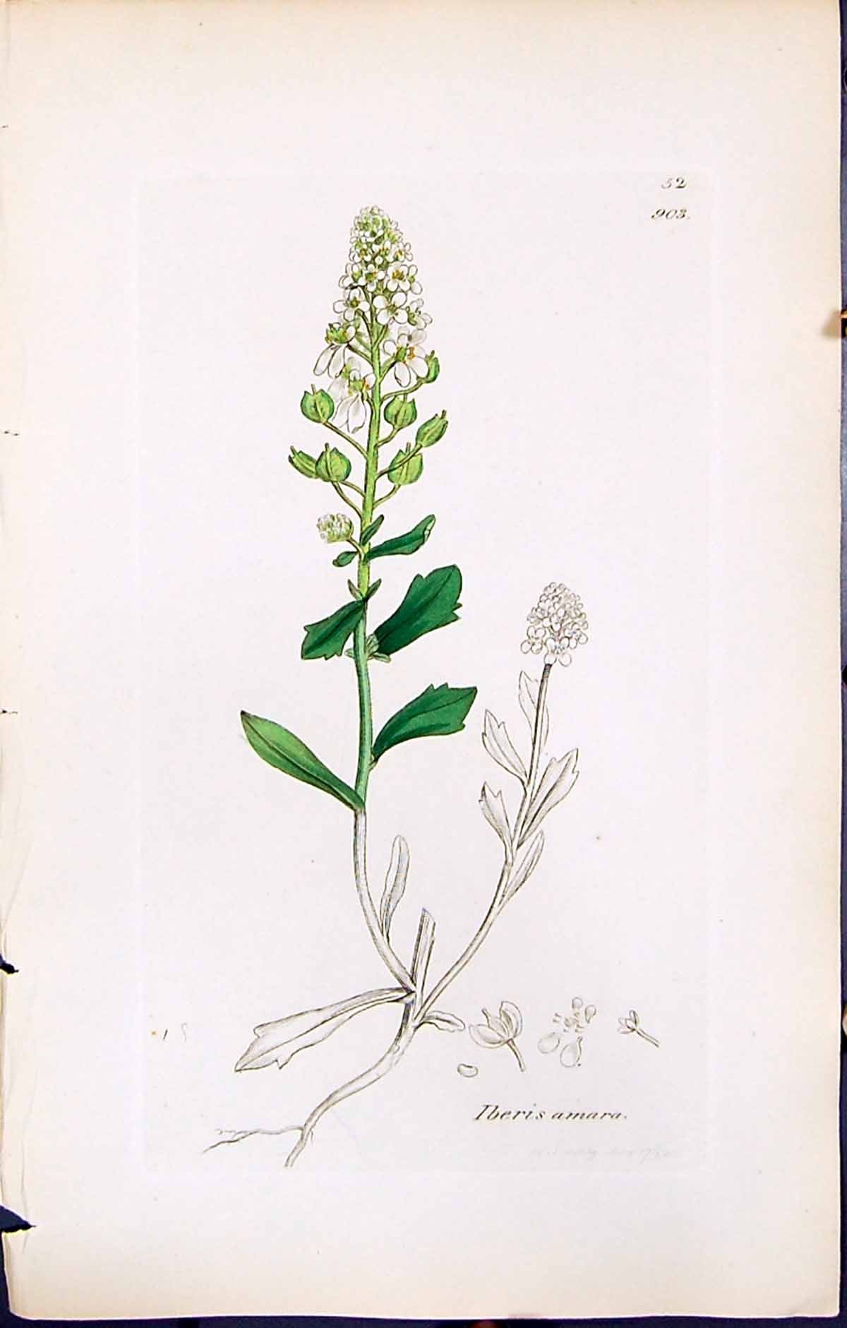 Antique Print British Plants Botany 1847 Sowerby Smith Colour Iberis Amara 19th