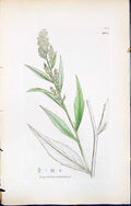 Antique Print British Plants Botany 1847 Sowerby Smith Lepidium Latifolium 19th