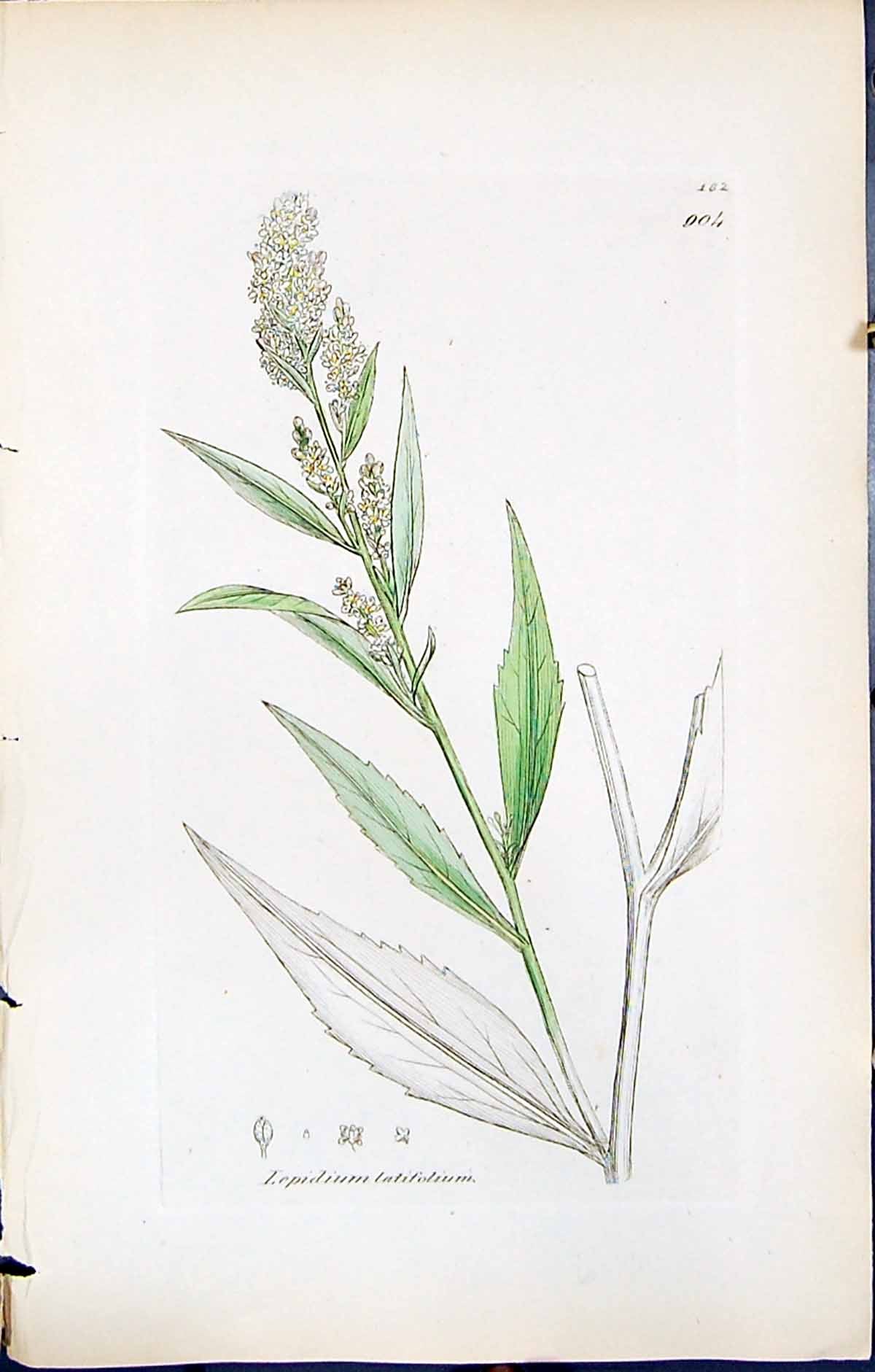 Antique Print British Plants Botany 1847 Sowerby Smith Lepidium Latifolium 19th