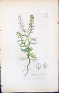 Antique Old Print Lepidium Ruderale British Plants Botany 1847 Sowerby Smith