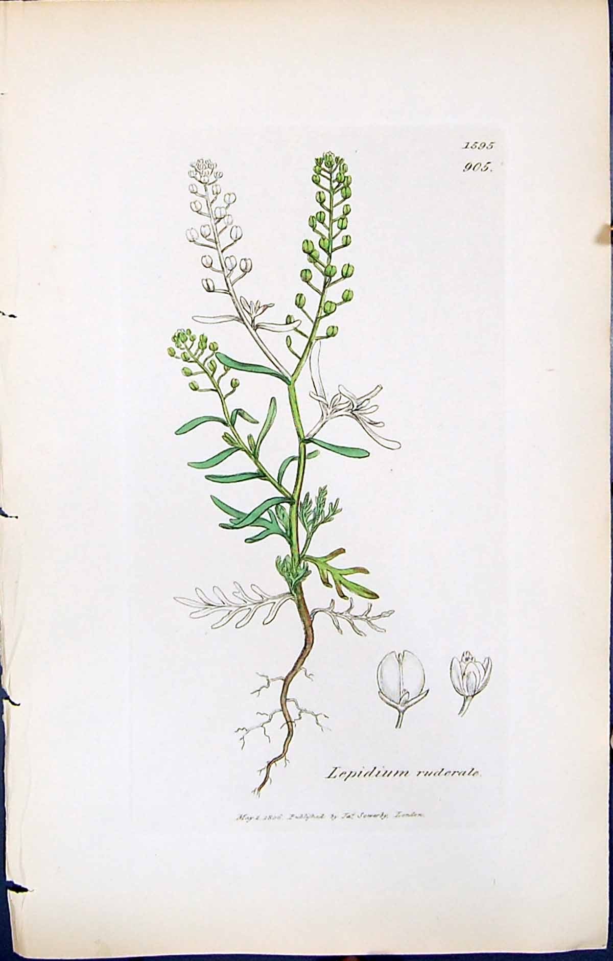 Antique Old Print Lepidium Ruderale British Plants Botany 1847 Sowerby Smith