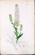 Antique Old Print Lepidium Campestre British Plants Botany 1847 Sowerby Smith