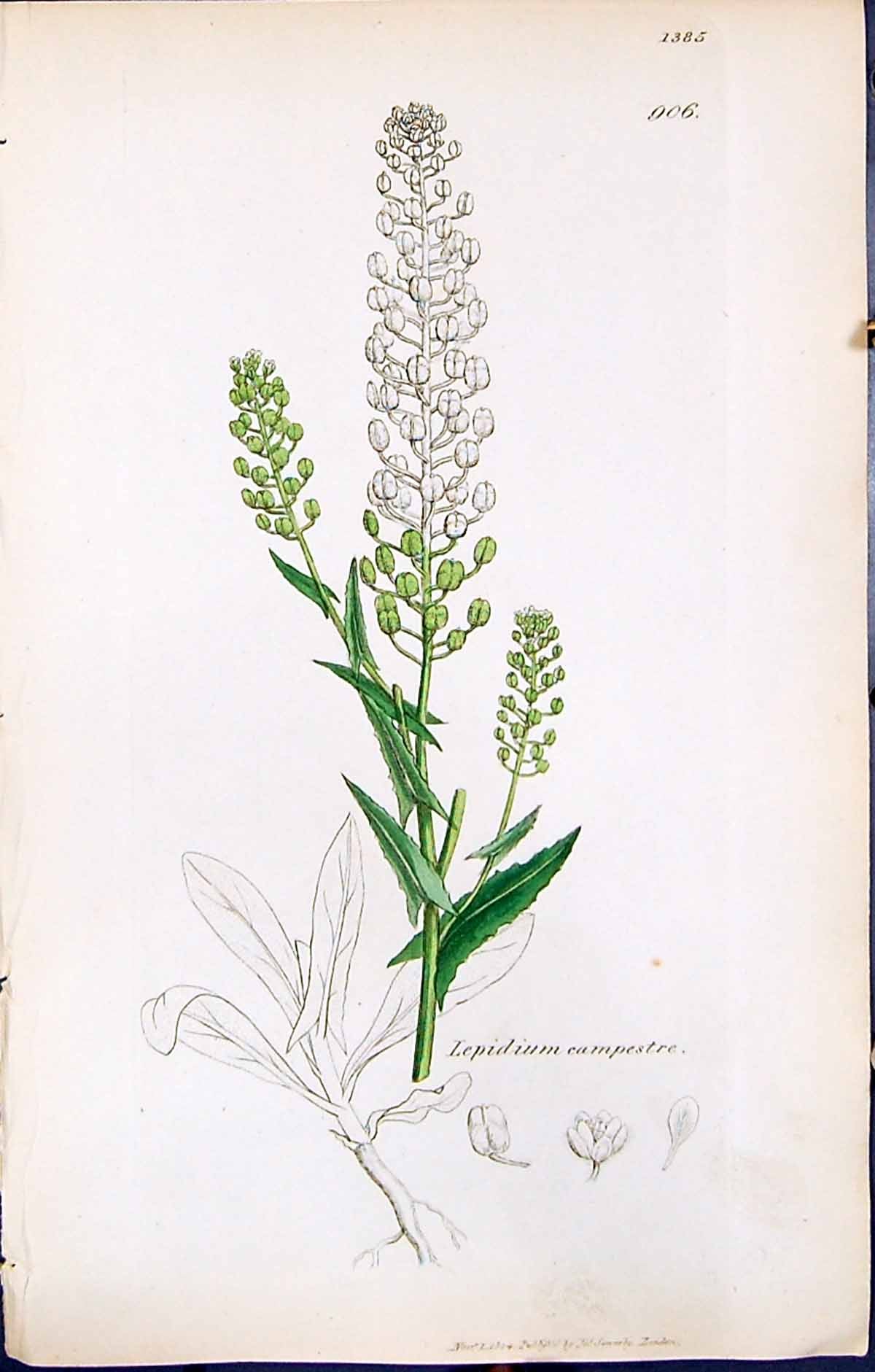 Antique Old Print Lepidium Campestre British Plants Botany 1847 Sowerby Smith