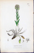 Antique Old Print British Plants Botany 1847 Sowerby Smith Lepidium Smithii