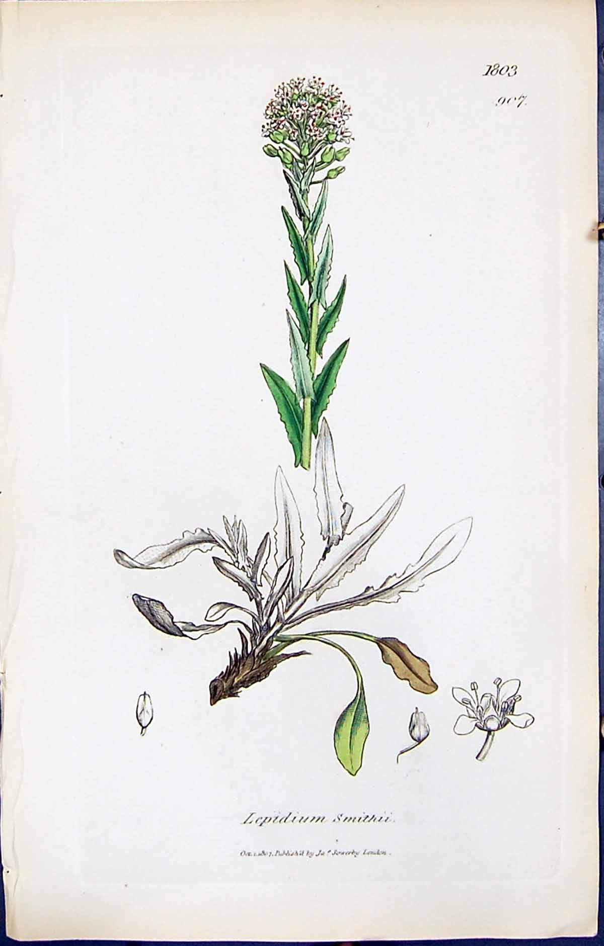 Antique Old Print British Plants Botany 1847 Sowerby Smith Lepidium Smithii