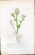 Old Print Cochlearia Officinalis British Plants Botany 1847 Sowerby Smith 19th