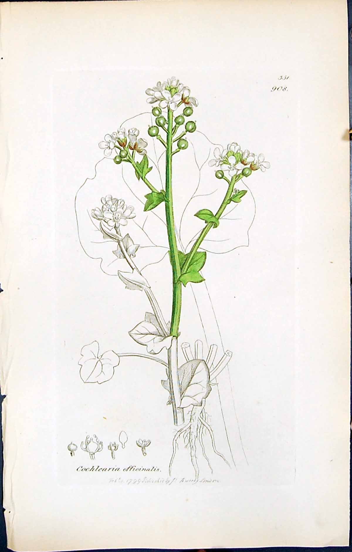 Old Print Cochlearia Officinalis British Plants Botany 1847 Sowerby Smith 19th