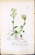 Antique Old Print Cochlearia Anglica British Plants Botany 1847 Sowerby Smith
