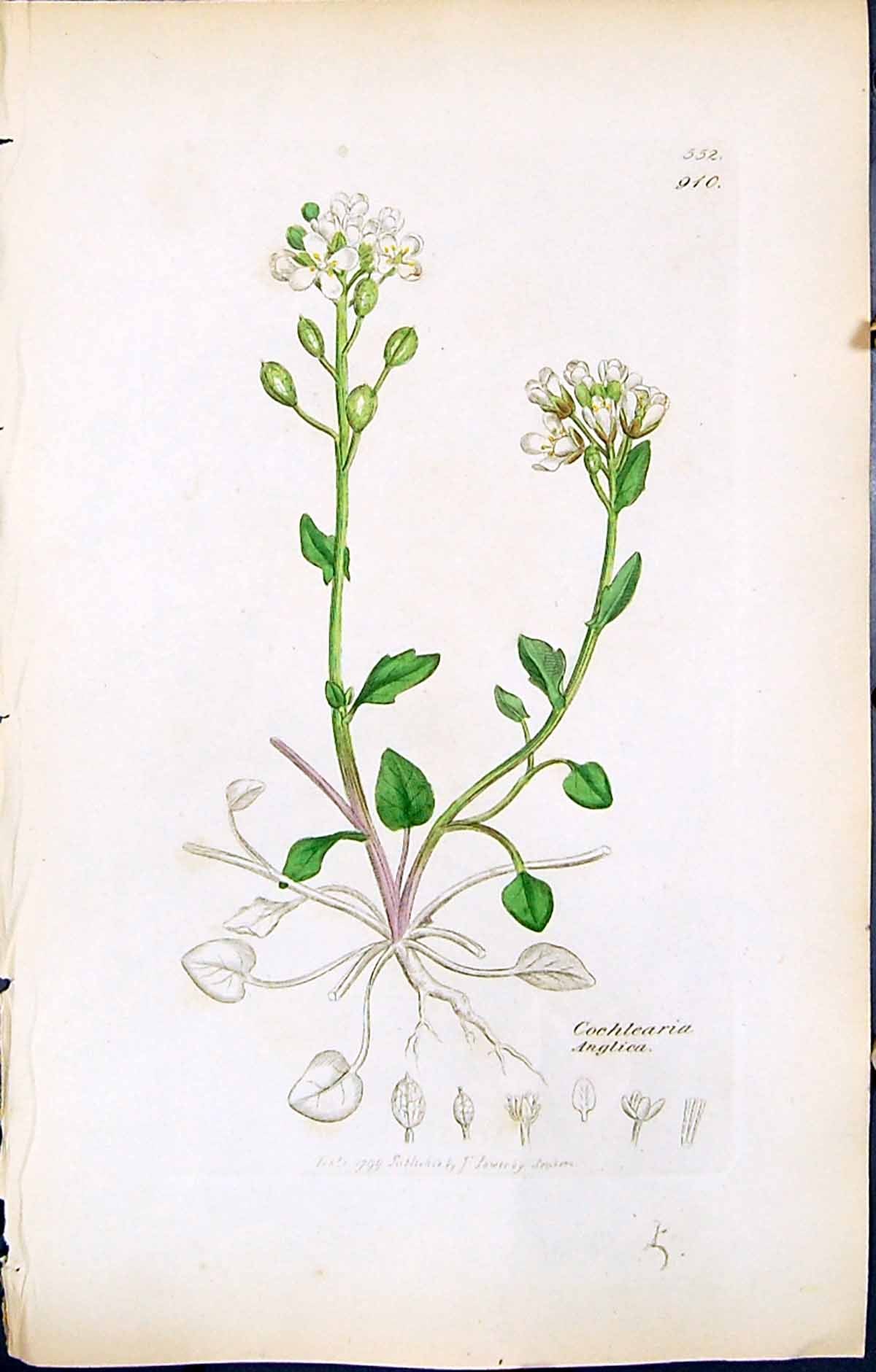 Antique Old Print Cochlearia Anglica British Plants Botany 1847 Sowerby Smith