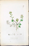 Antique Old Print British Plants Botany 1847 Sowerby Smith Cochlearia Danica
