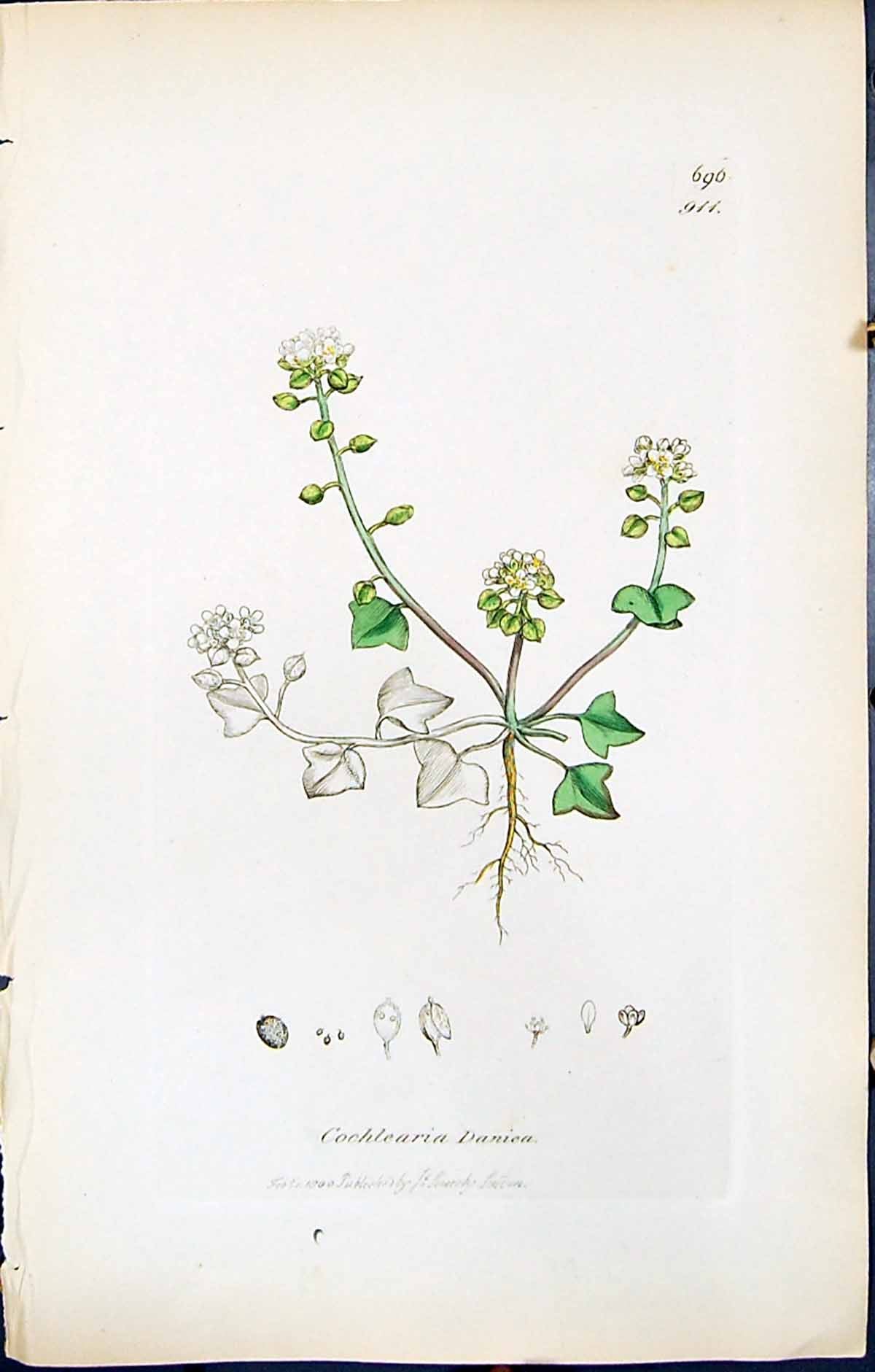 Antique Old Print British Plants Botany 1847 Sowerby Smith Cochlearia Danica