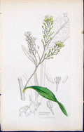 Antique Print British Plants Botany 1847 Sowerby Smith Cochlearia Armoracia