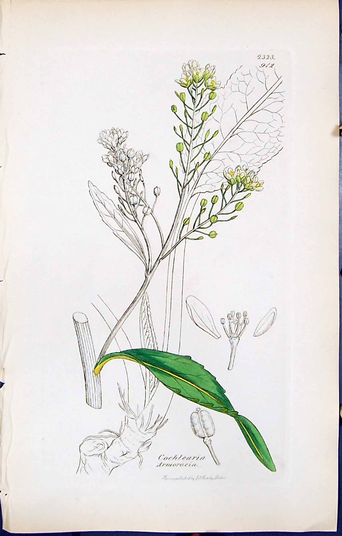 Antique Print British Plants Botany 1847 Sowerby Smith Cochlearia Armoracia