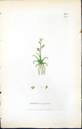 Antique Old Print British Plants Botany 1847 Sowerby Smith Subularia Aquatica