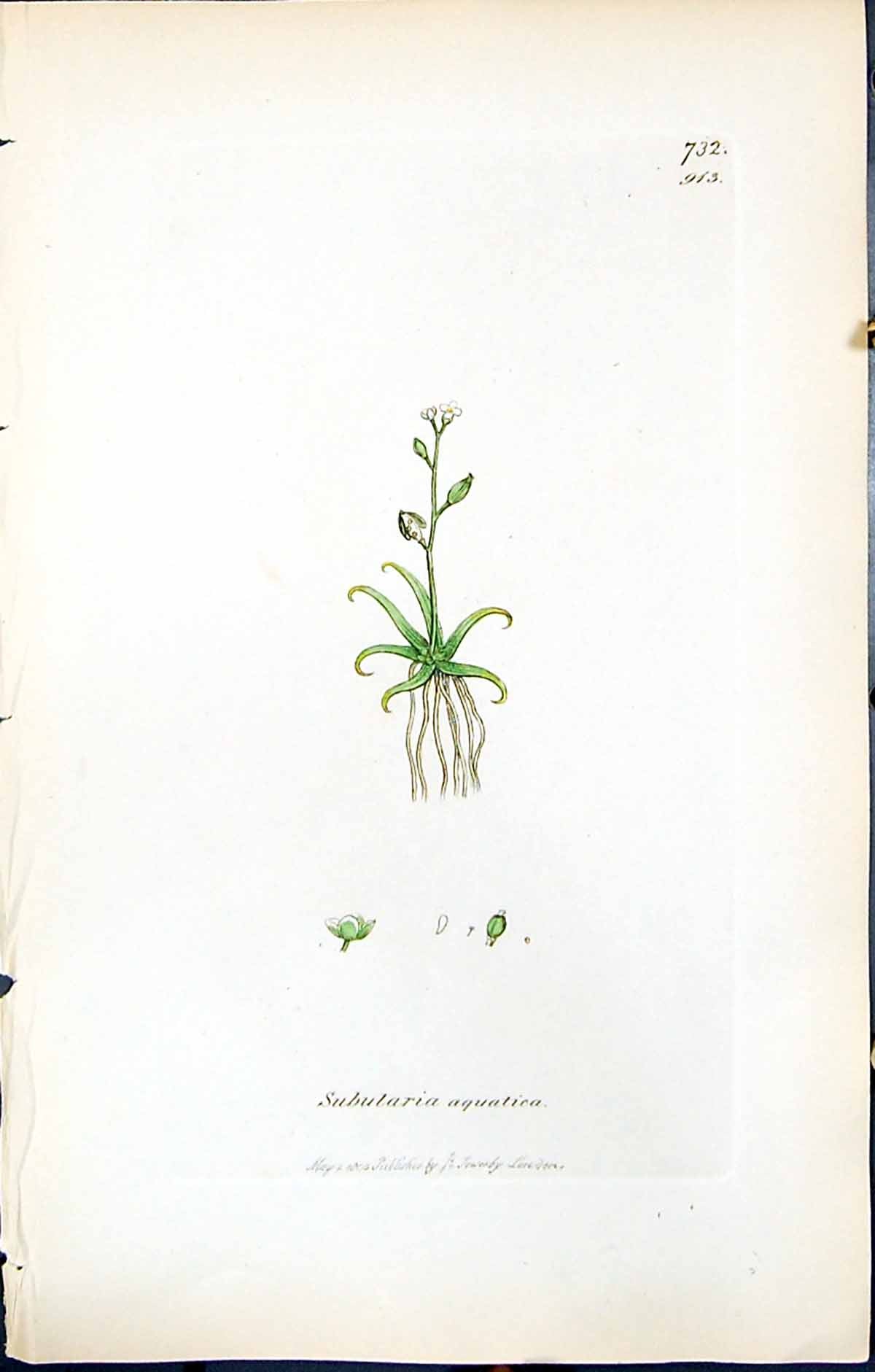 Antique Old Print British Plants Botany 1847 Sowerby Smith Subularia Aquatica