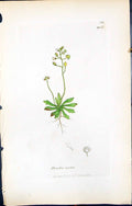 Antique Old Print British Plants Botany 1847 Sowerby Smith Colour Draba Verna