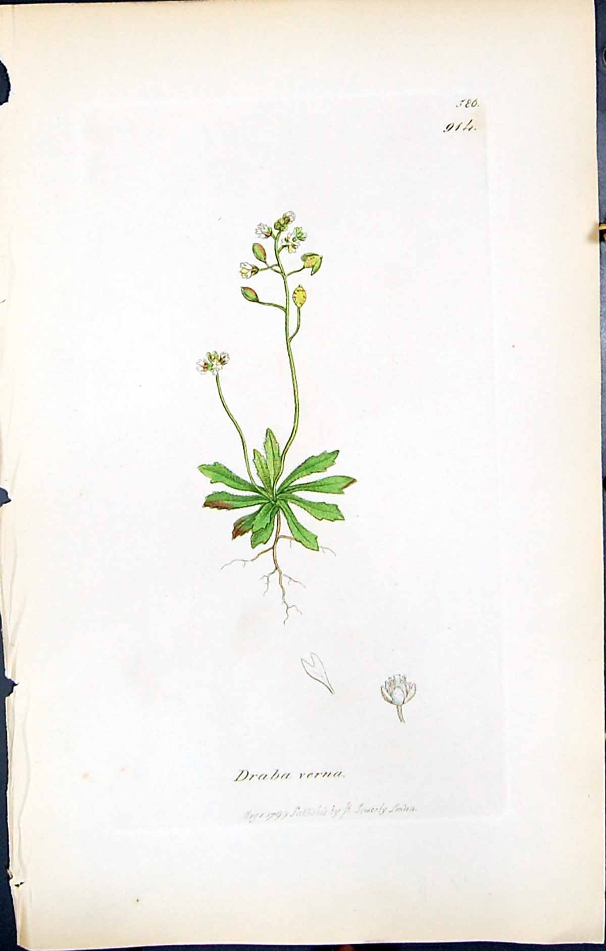 Antique Old Print British Plants Botany 1847 Sowerby Smith Colour Draba Verna