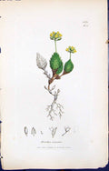 Old Print British Plants Botany 1847 Sowerby Smith Colour Draba Aizoides 19th
