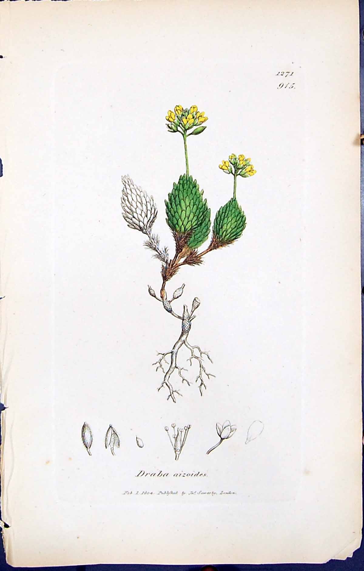 Old Print British Plants Botany 1847 Sowerby Smith Colour Draba Aizoides 19th