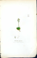 Old Print British Plants Botany 1847 Sowerby Smith Colour Draba Rupestris 19th