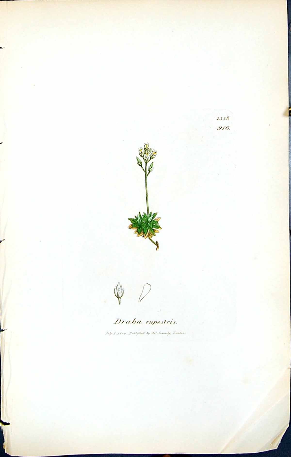 Old Print British Plants Botany 1847 Sowerby Smith Colour Draba Rupestris 19th