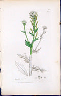 Antique Print British Plants Botany 1847 Sowerby Smith Colour Draba Incana 19th