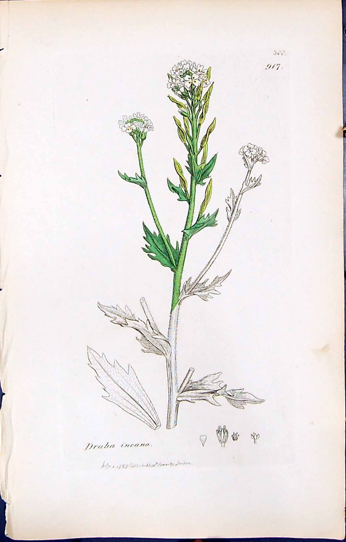 Antique Print British Plants Botany 1847 Sowerby Smith Colour Draba Incana 19th